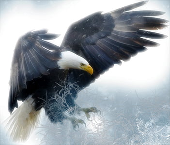 shallow focus photography of Bald eagle thumbnail