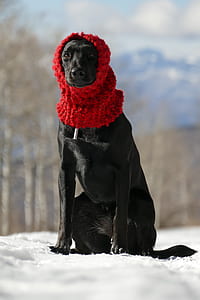 adult black Labrador retriever wearing red scarf thumbnail