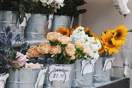 pink and white petaled flowers with buckets thumbnail