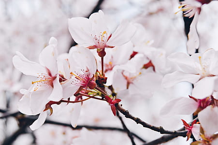 white petaled flowers thumbnail