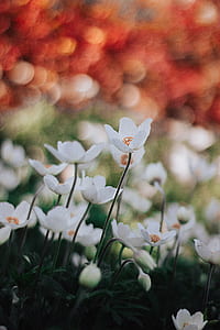 bokeh photography of white flowers thumbnail