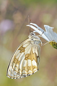 white and brown butterfly on white petaled flower thumbnail