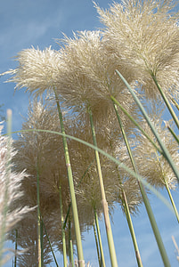 Pampas Grass, Ornamental Grasses thumbnail
