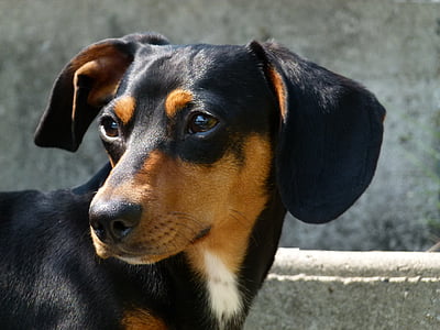 closeup photo of adult black and tan dachshund thumbnail
