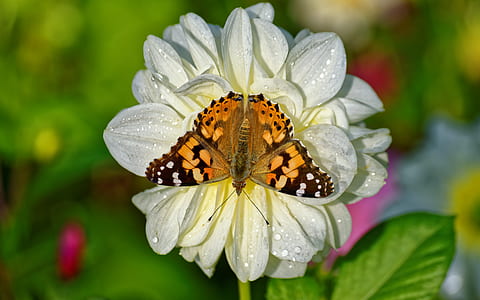Brown Butterfly on White Petaled Flower thumbnail