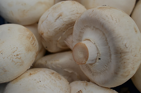 several white mushrooms thumbnail