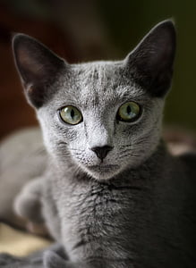 Russian Blue kitten thumbnail