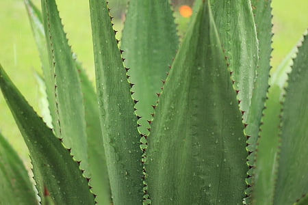 focus photography of green linear plant thumbnail