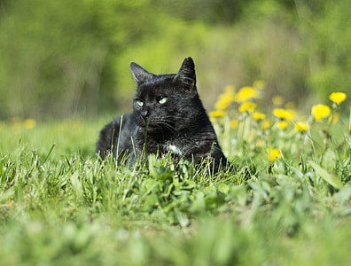 short-coated black cat thumbnail