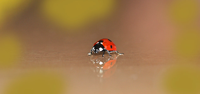 red seven-spotted ladybird in selective-focus photography thumbnail