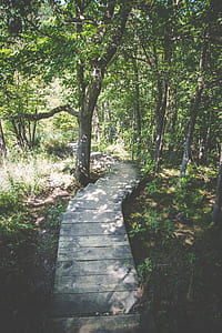 gray concrete pathway in forest thumbnail
