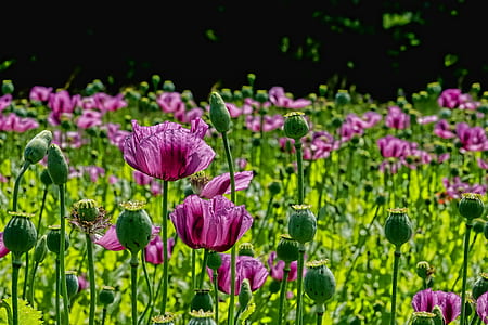 bed of pink tulips thumbnail