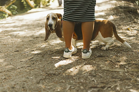 woman standing beside basset hound thumbnail