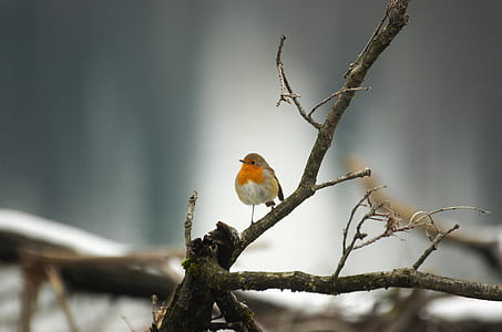 selective focus of white and orange bird on branch thumbnail