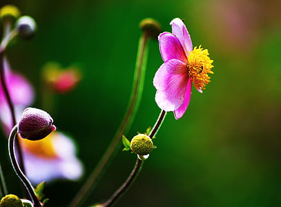 selective focus photography of pink petaled flower thumbnail