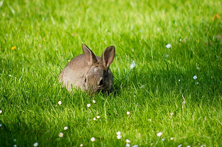 photo of gray rabbit surrounded by green grass thumbnail