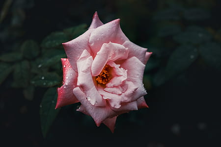 pink petaled flower thumbnail