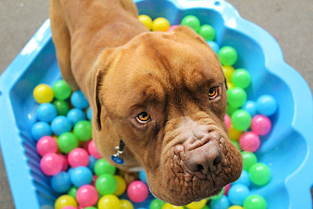 close-up photography of tan American pit bull terrier thumbnail