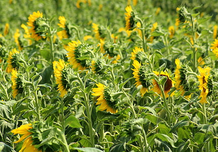 selective focus photography of sunflower thumbnail