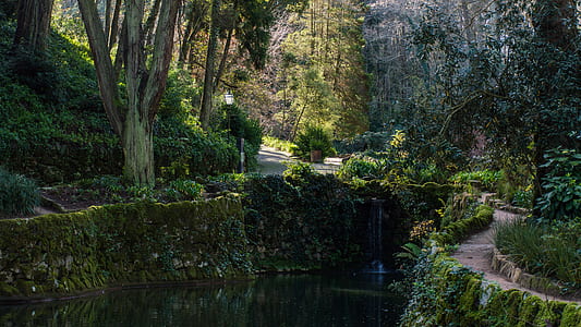 landscape photography of trees thumbnail