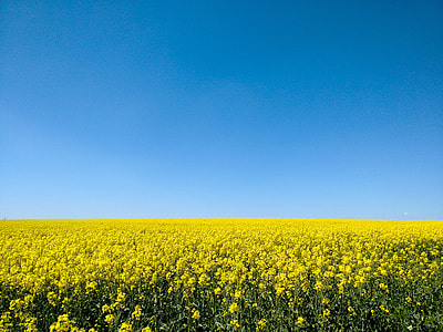 yellow rapeseed flower fields under blue sky thumbnail
