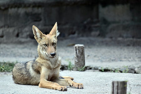brown coyote thumbnail