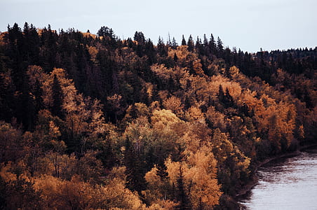 orange leaf trees near body of water during daytime thumbnail