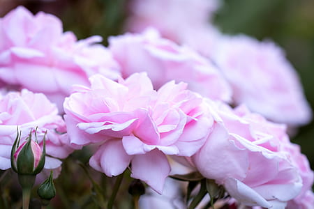 selective focus photo of pink rose flowers thumbnail