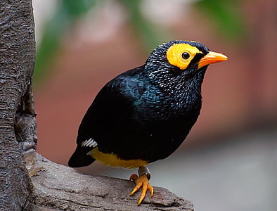 black and yellow bird on brown tree thumbnail