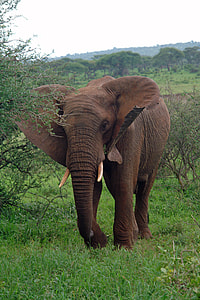 gray elephant standing on green grass at daytime thumbnail