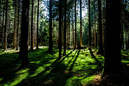 forest trees during daytime thumbnail