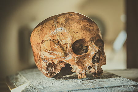 brown human skull on brown wooden panel thumbnail