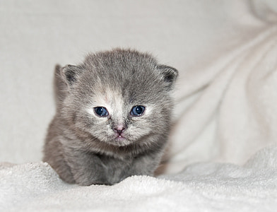 gray kitten on white textile thumbnail
