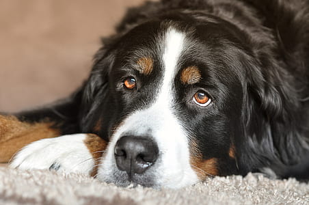 Bernese Mountain dog thumbnail