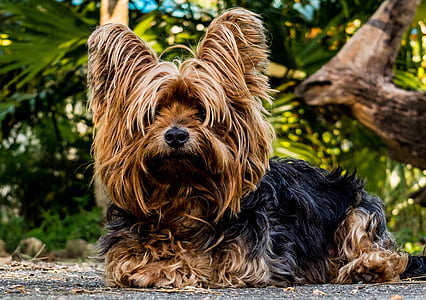 adult black and tan Yorkshire terrier thumbnail