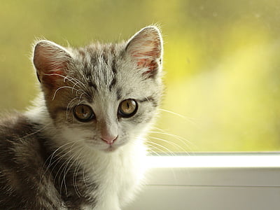 shallow focus photography of tricolored Tabby kitten thumbnail