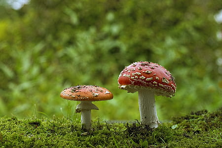 selective focus photography of two brown and red mushrooms thumbnail