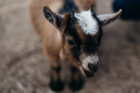 brown kid goat thumbnail