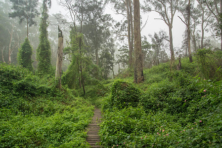 pathway between trees and grass thumbnail