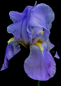 closeup photo of purple petaled flower thumbnail