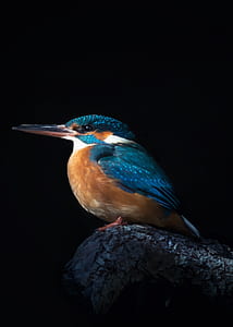 selective focus photo of blue and brown hummingbird thumbnail