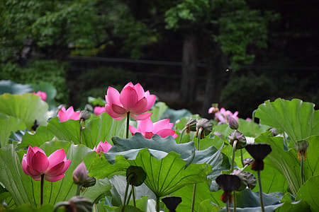 pink lotus flower near forest of trees thumbnail
