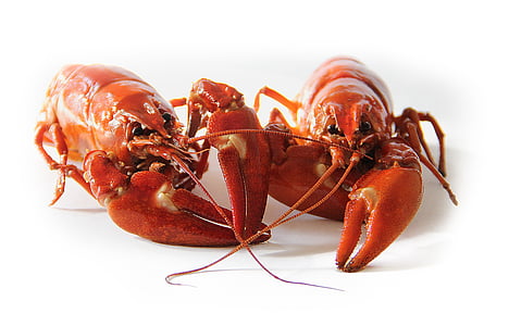 photo of two lobsters thumbnail