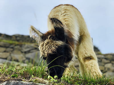 short-coated brown animal eating grass thumbnail