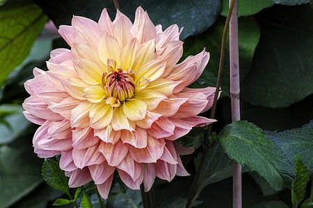close up photo of yellow and pink dahlia flower thumbnail
