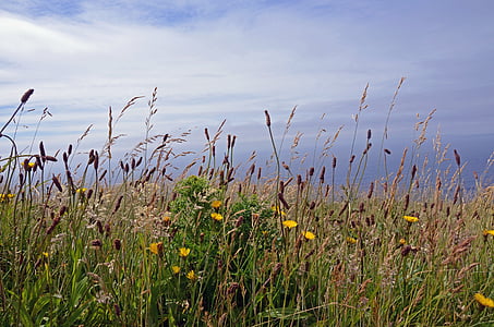 yellow dandelion flowers in grass field thumbnail