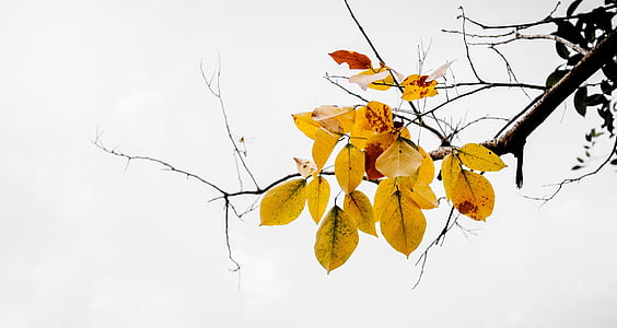yellow leaves thumbnail