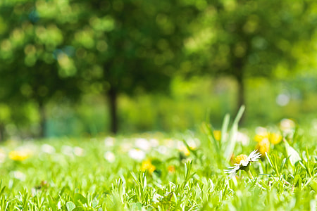 bokeh photography of yellow flower thumbnail