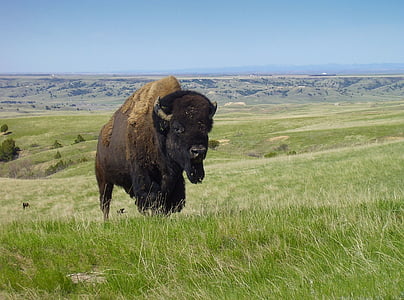 black yak on green grass lawn during daytime thumbnail