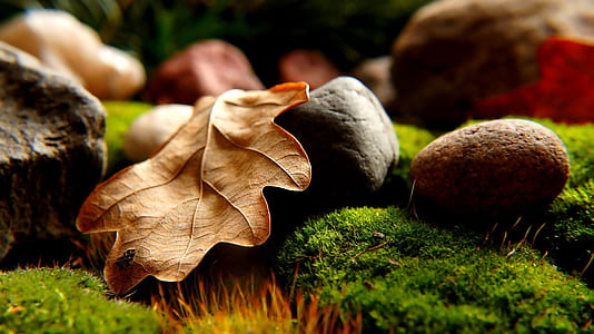 healthy, nature, summer, dry thumbnail